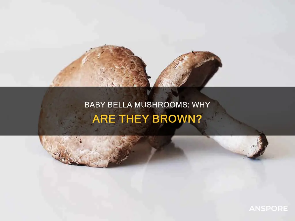 are baby bella mushrooms brown