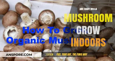 Can You Successfully Grow Baby Bella Mushrooms Indoors? A Guide