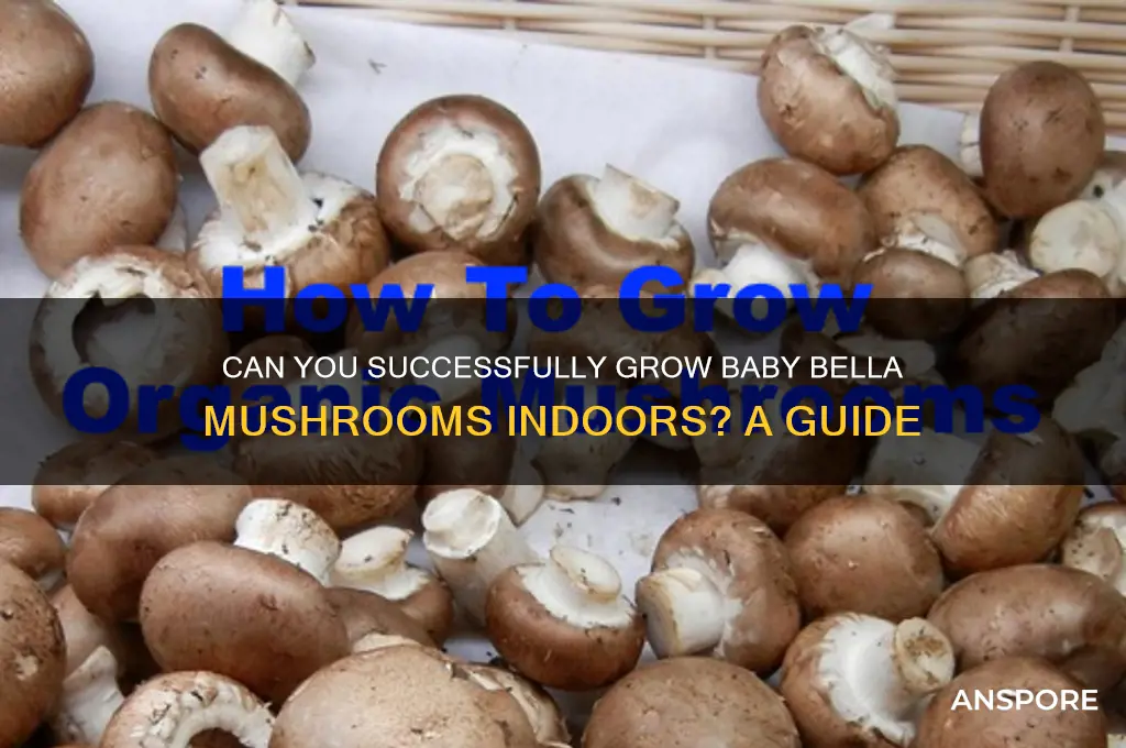 are baby bella mushrooms grow indoors