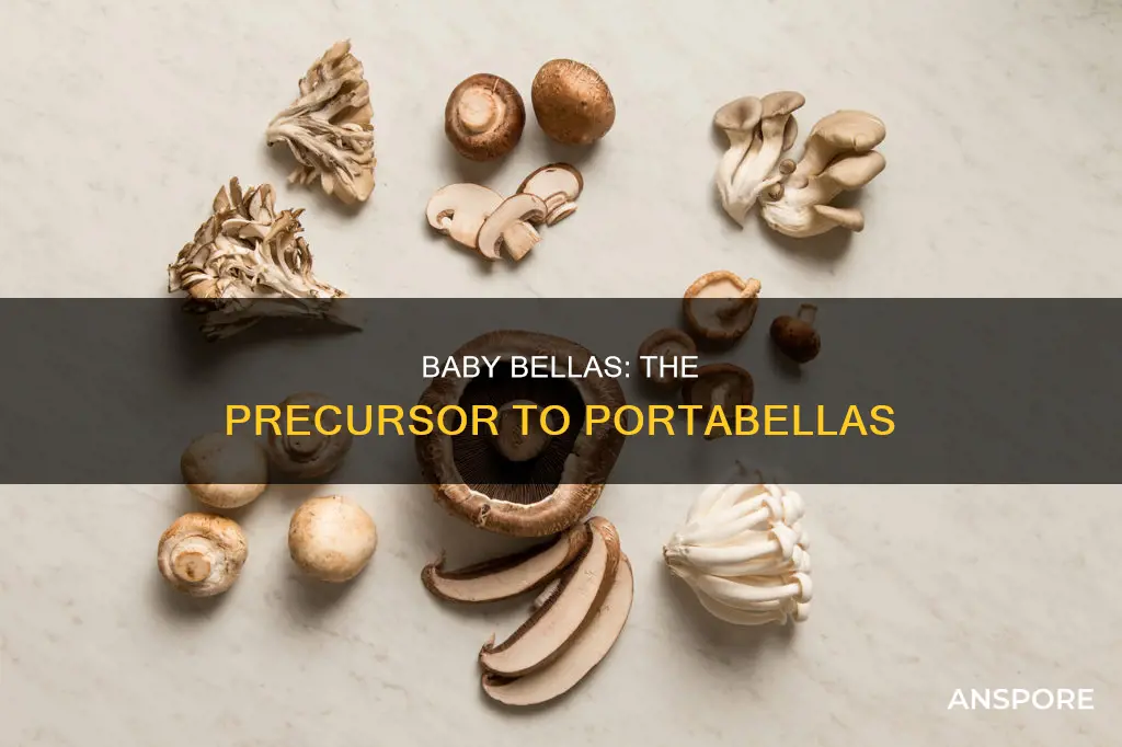 are baby bella mushrooms portabella
