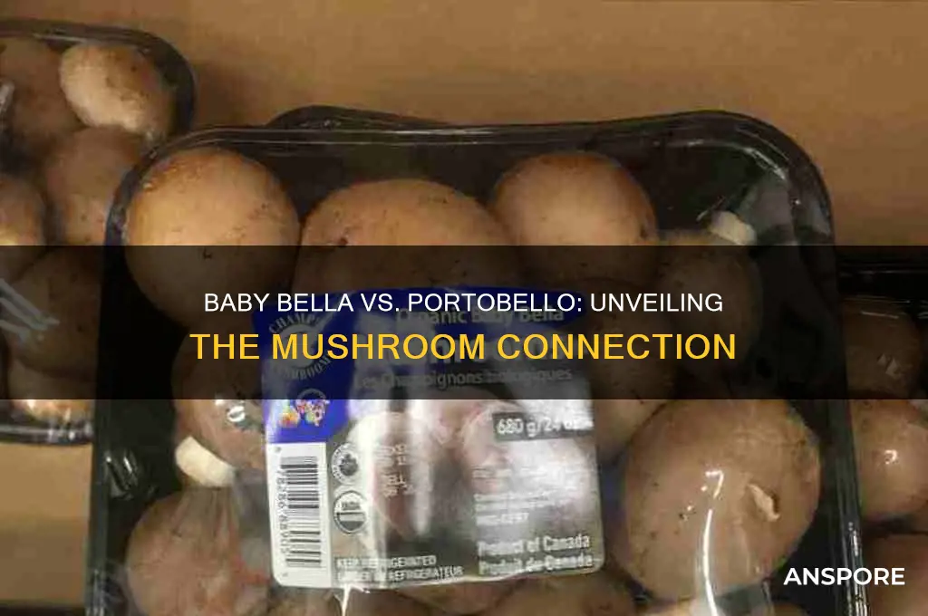 are baby bella mushrooms portobello
