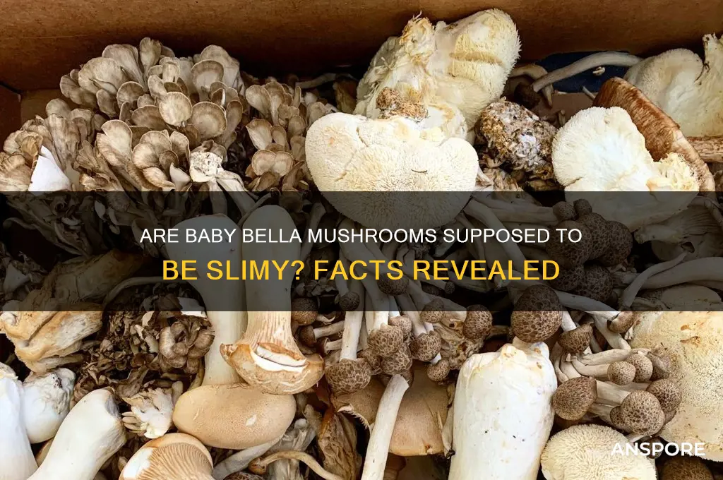 are baby bella mushrooms suposed to be slimy