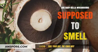 Are Baby Bella Mushrooms Supposed to Smell? A Fungal Fact Check