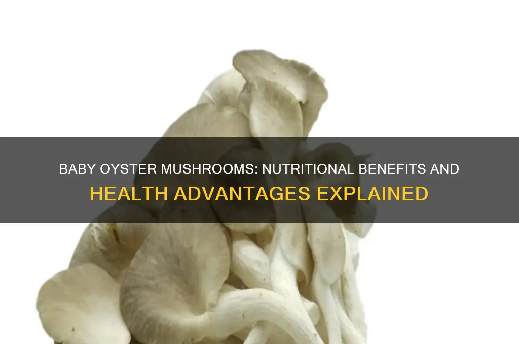 are baby oyster mushrooms good for you