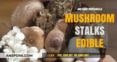 Can You Eat Baby Portabella Mushroom Stems? A Tasty Guide
