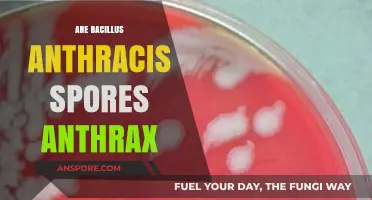 Bacillus Anthracis Spores: Understanding Their Role in Anthrax Infections