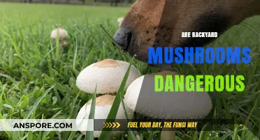 Mushrooms in Your Backyard: Are They Toxic?