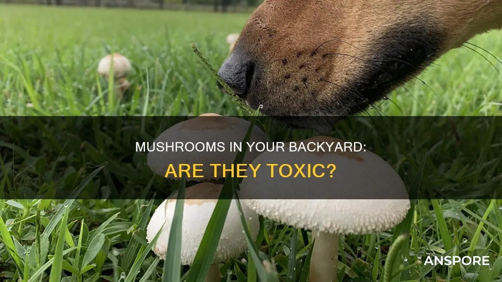 are backyard mushrooms dangerous