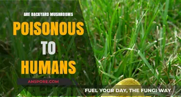 Identifying Backyard Mushrooms: Are They Safe or Poisonous to Humans?