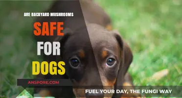 Are Backyard Mushrooms Safe for Dogs? A Pet Owner's Guide