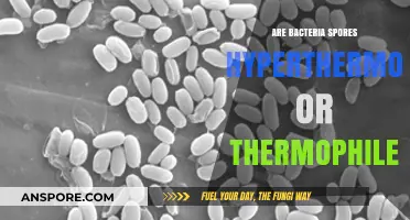 Bacteria Spores: Hyperthermophiles, Thermophiles, or Neither? Exploring Heat Tolerance