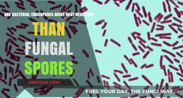 Heat Resistance Battle: Bacterial Endospores vs. Fungal Spores