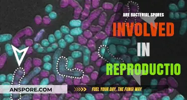 Bacterial Spores: Their Role in Reproduction and Survival Explained