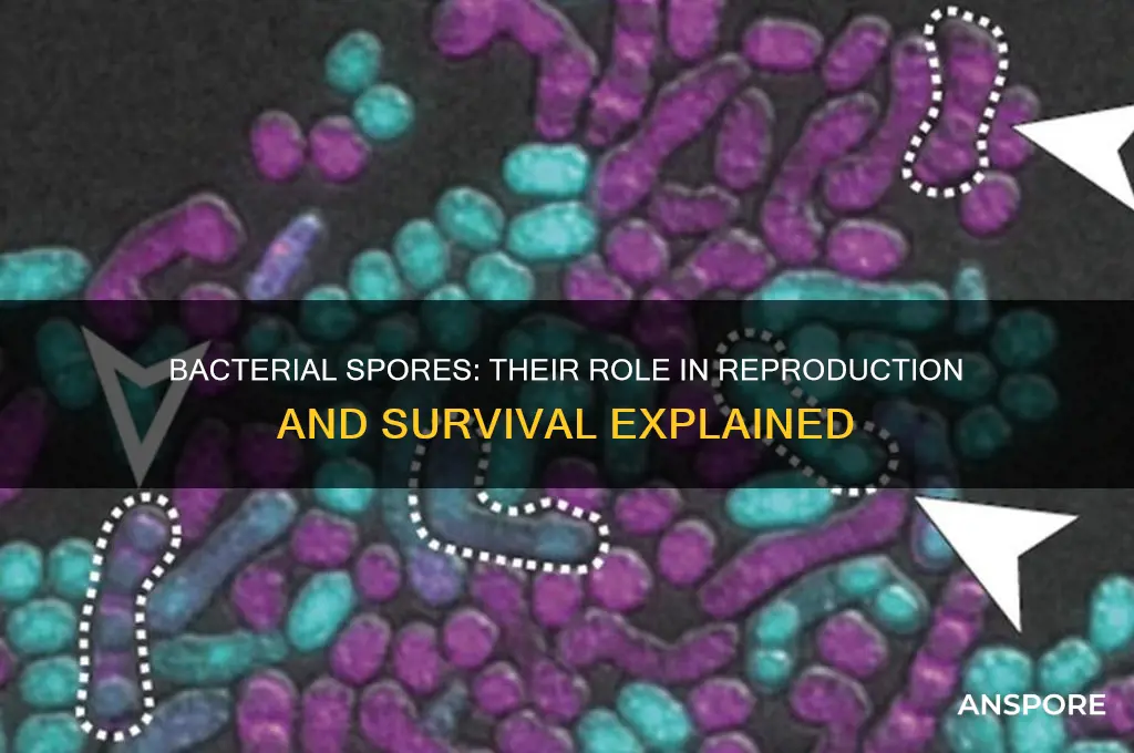 are bacterial spores involved in reproduction