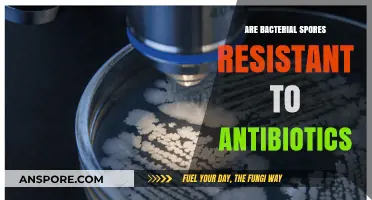 Are Bacterial Spores Resistant to Antibiotics? Unraveling the Mystery