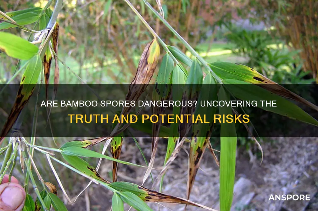 are bamboo spores dangerous