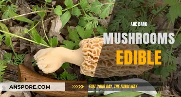 Are Bark Mushrooms Edible? A Guide to Safe Foraging Practices