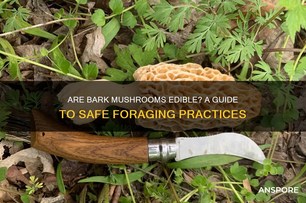 are bark mushrooms edible
