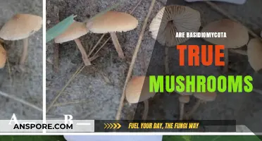 Basidiomycota: True Mushrooms or Not?
