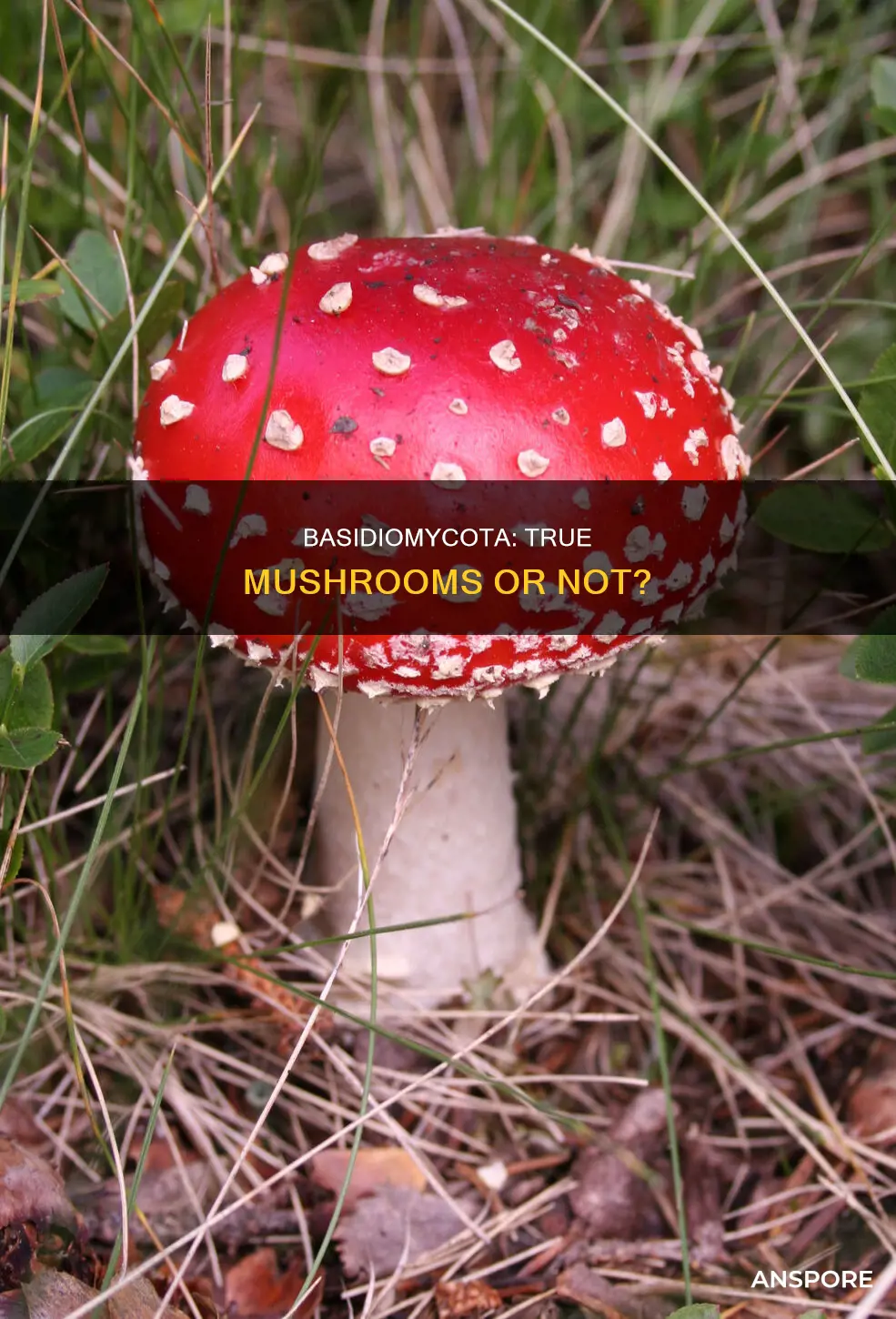 are basidiomycota true mushrooms