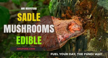 Are Beefsteak Saddle Mushrooms Edible? A Comprehensive Guide