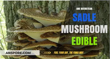 Are Beer-Steak Saddle Mushrooms Edible? A Comprehensive Guide