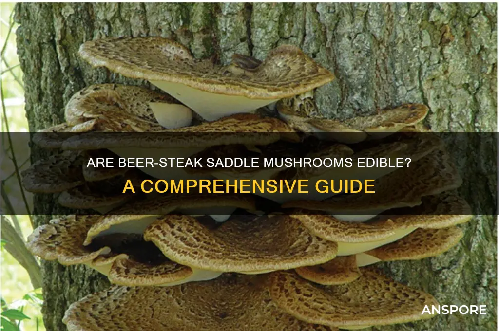 are beersteak sadle mushrooms edible