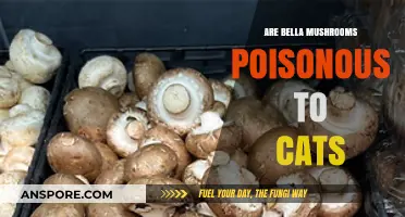 Are Bella Mushrooms Poisonous to Cats? A Safety Guide