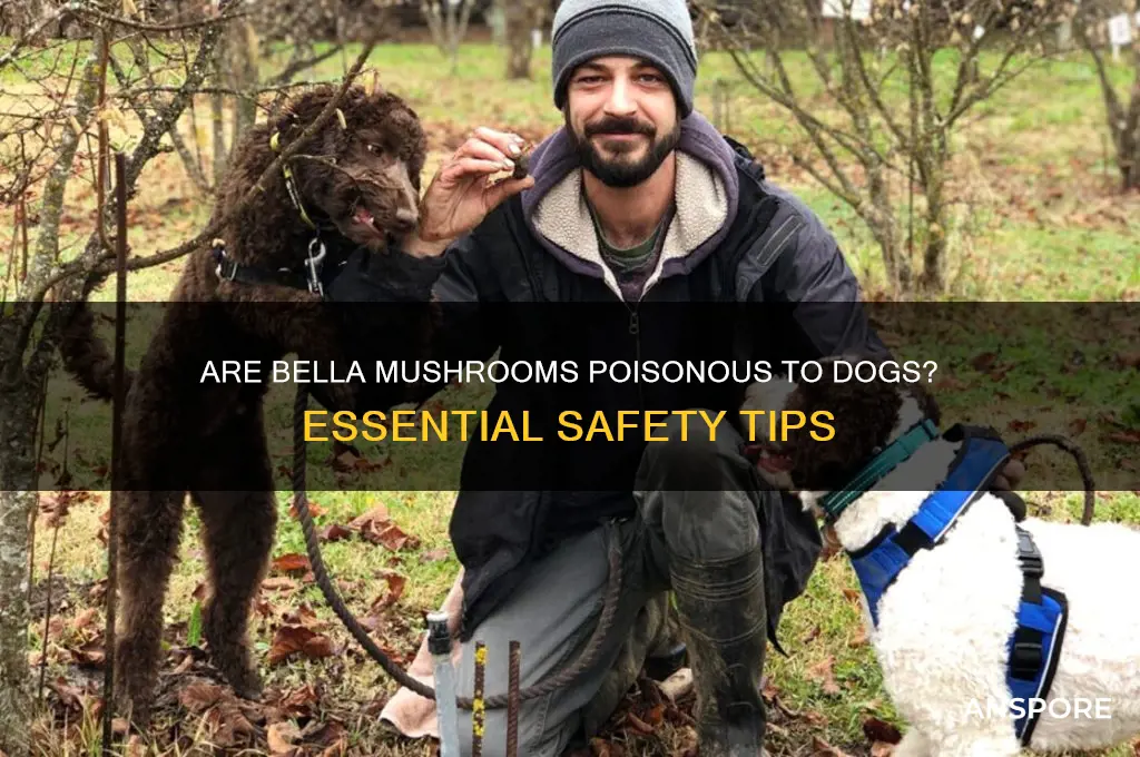 are bella mushrooms poisonous to dogs