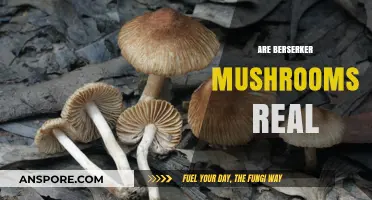Berserker Mushrooms: Myth or Reality?