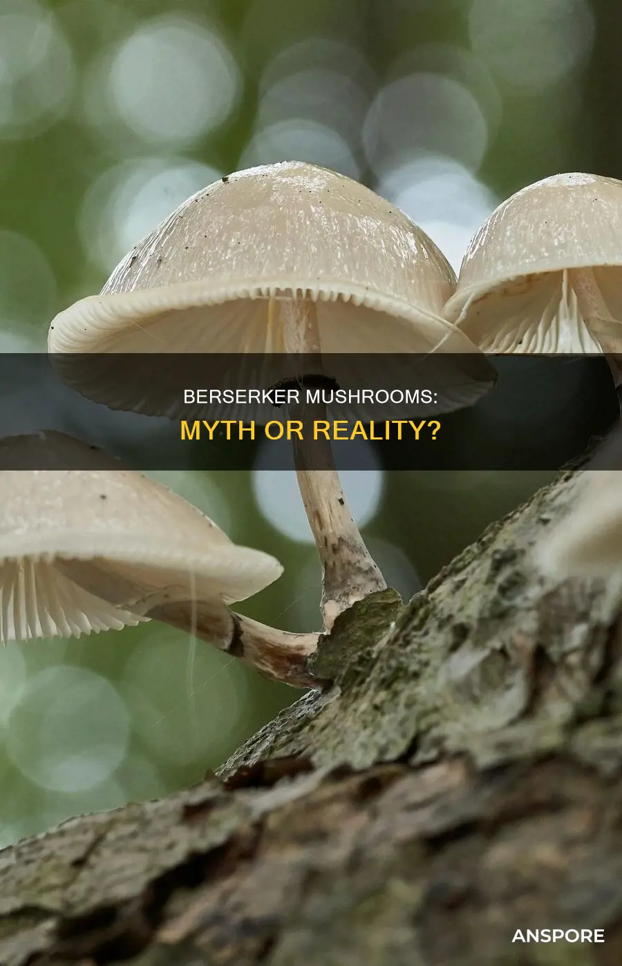 are berserker mushrooms real