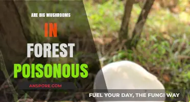 Are Giant Forest Mushrooms Poisonous? A Guide to Identifying Safely