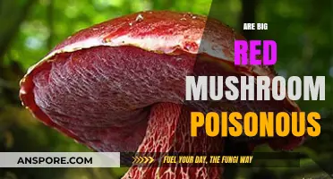 Are Big Red Mushrooms Poisonous? A Comprehensive Guide to Identification and Safety