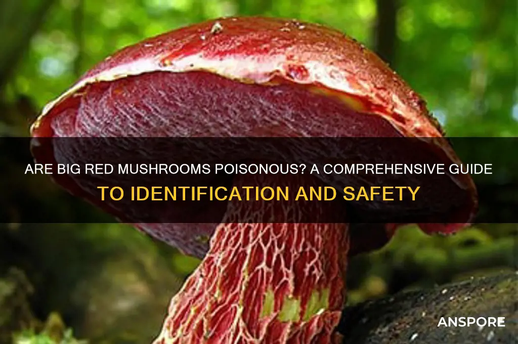 are big red mushrooms poisonous