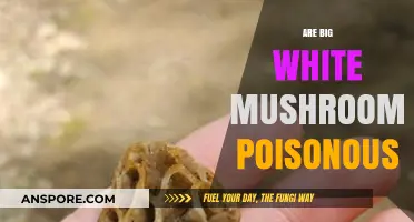 Are Big White Mushrooms Poisonous? A Guide to Safe Identification