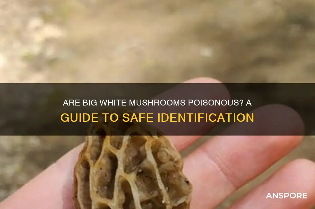 are big white mushrooms poisonous