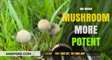 Mushroom Size: Does It Affect Potency?
