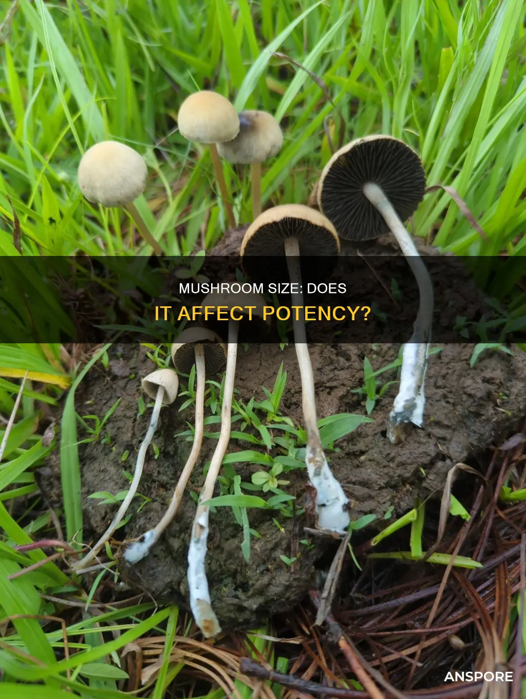 are bigger mushrooms more potent