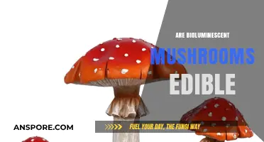 Glowing Mushrooms: Are Bioluminescent Fungi Safe to Eat?