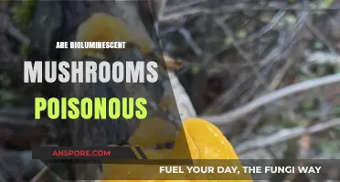 Bioluminescent Mushrooms: Are These Glowing Fungi Safe or Poisonous?