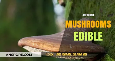 Are Birch Mushrooms Edible? A Guide to Safe Foraging