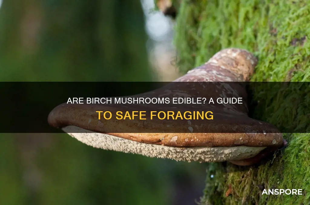 are birch mushrooms edible
