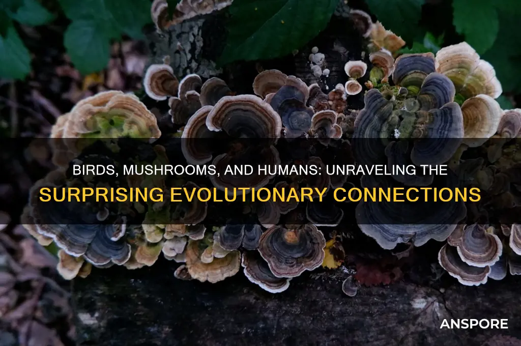 are birds closer to mushrooms than humans