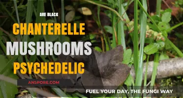Black Chanterelle Mushrooms: A Psychedelic Trip?