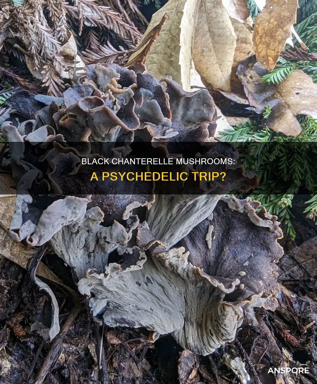 are black chanterelle mushrooms psychedelic