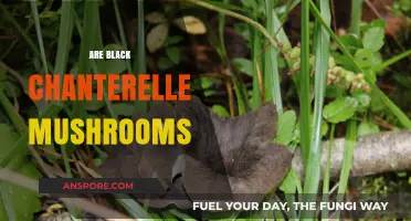 Black Chanterelle Mushrooms: A Forager's Golden Ticket