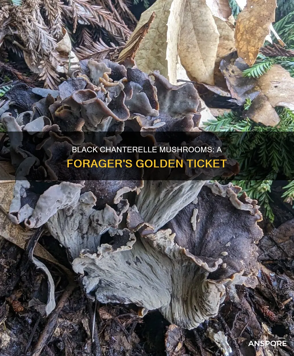 are black chanterelle mushrooms