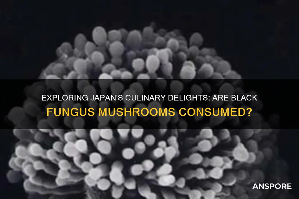 are black fungus mushrooms eaten in japan