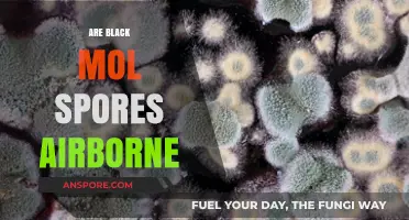 Are Black Mold Spores Airborne? Understanding the Risks and Spread
