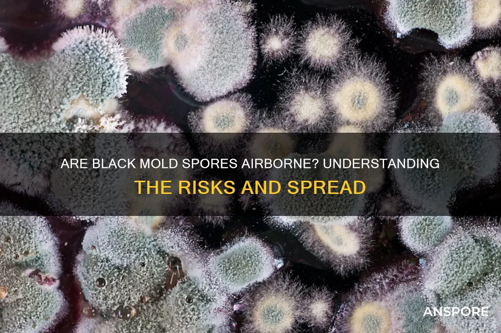 are black mol spores airborne